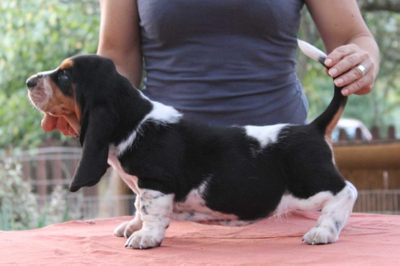 Buba z Polany Klapouchego | Basset Hound 