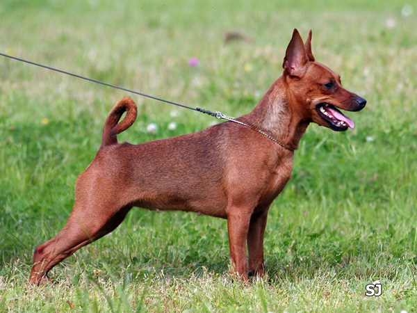 Fantazy Fly Ambicia | Miniature Pinscher 