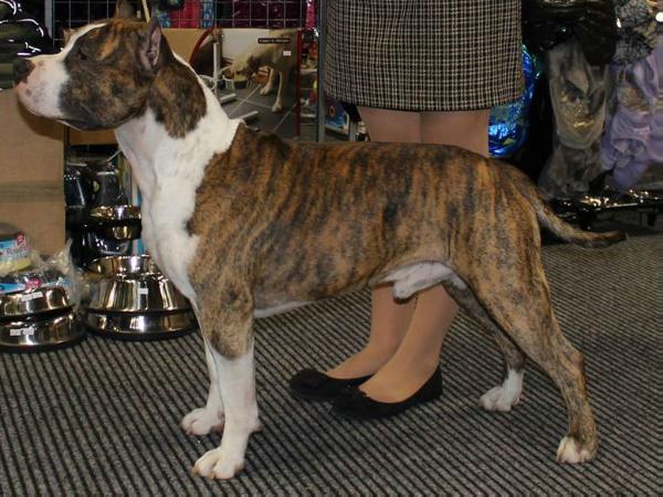Amber baltic bright boy | American Staffordshire Terrier 