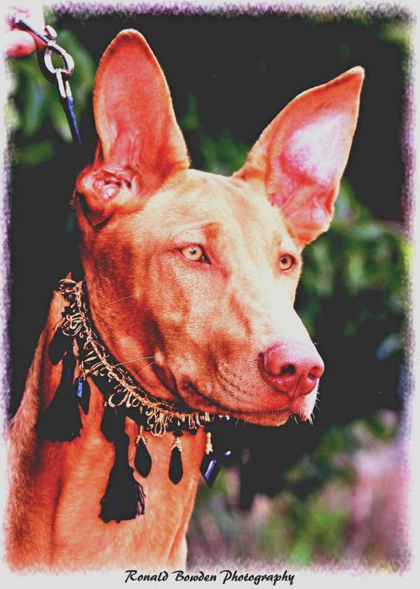 falconine kestrel | Pharaoh Hound 