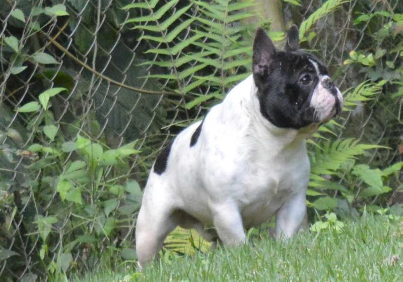 RALPH OLSEN SIDARTA GAUTAMA BULL | French Bulldog 