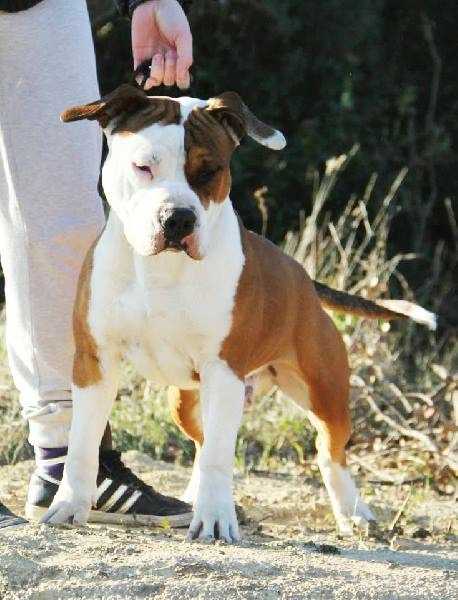 Inédit de Miss and Manjol | American Staffordshire Terrier 