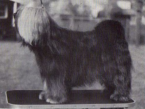 GORKYAI CASTOR ERICSON | Tibetan Terrier 