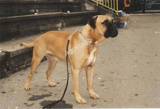 Agostado | Bullmastiff 