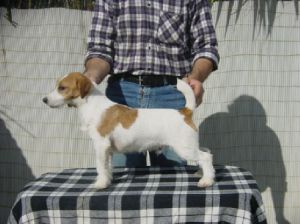 Xico de Alterrial | Jack Russell Terrier 