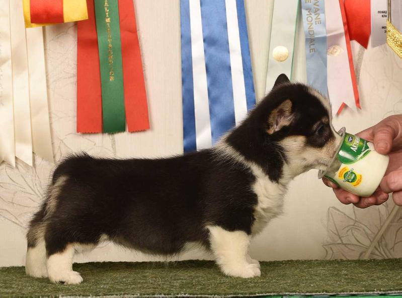 Style Life Fantasmagoria | Pembroke Welsh Corgi 
