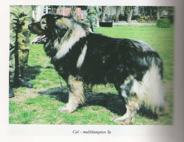 Cal (JR 71274 SO) | Yugoslavian Shepherd Dog-Sarplaninac 