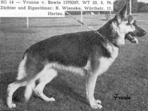 Yvonne von Bewie | German Shepherd Dog 