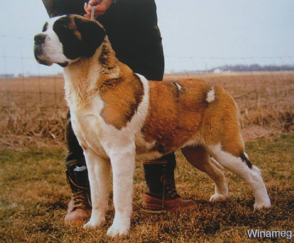 Opdyke's Winameg | Saint Bernard 