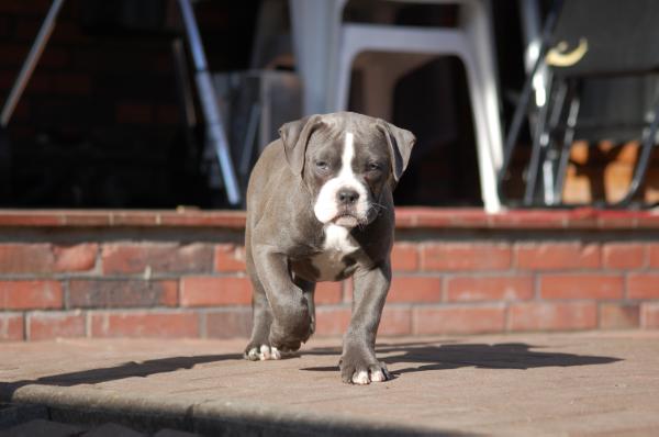 Optimus Prime vom Wattenmeer of Bullforce | American Bulldog 