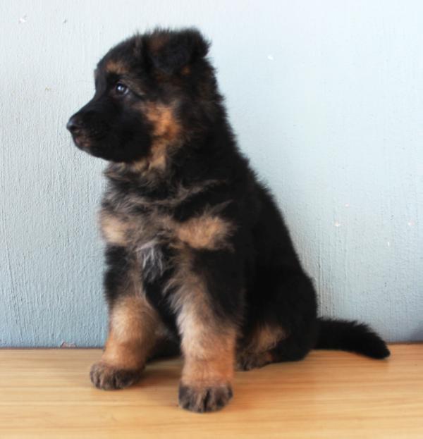 perez | Dogue de Bordeaux 