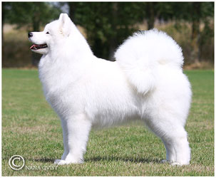 Cabaka's Gabe of Rockstar | Samoyed 