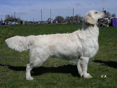 Lovehayne Wallace | Golden Retriever 