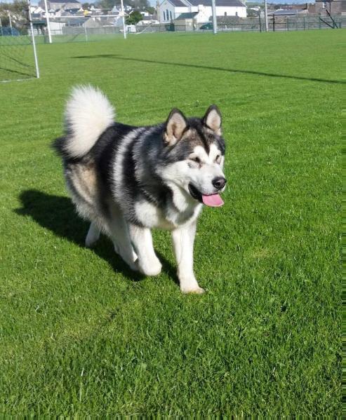 Gengar ZHOWERLI | Alaskan Malamute 