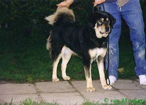 DANDA VON TANGGULA-SHAN | Tibetan Mastiff 