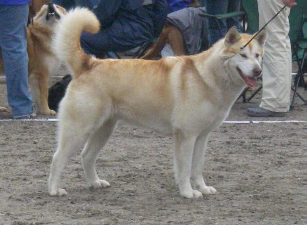 Tulisalon Golden Queen | Alaskan Malamute 