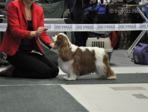 DANCE FOR YOU V. RACHIELIA | Cavalier King Charles Spaniel 