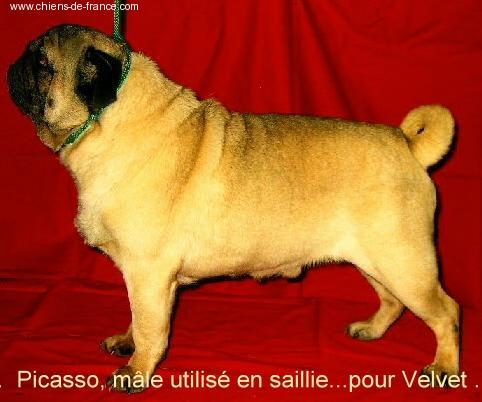 picassot des canailloux | Pug 