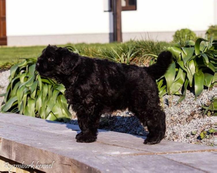 Brave Berry-Wizzle Ryzmburk | Bouvier des Flandres 