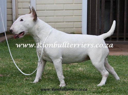 Rion Ferro Mon Cheri | Bull Terrier 