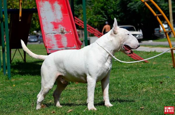 CALICO JACKS TREASURE AT KILACABAR | Bull Terrier 