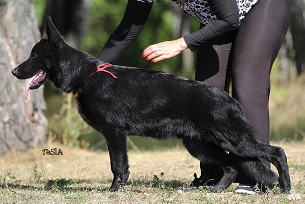 Marvil Junion Ivan Ivanovich | German Shepherd Dog 