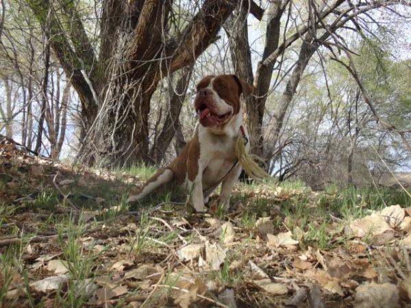 DragonSlayer's Achilles | Olde English Bulldogge 