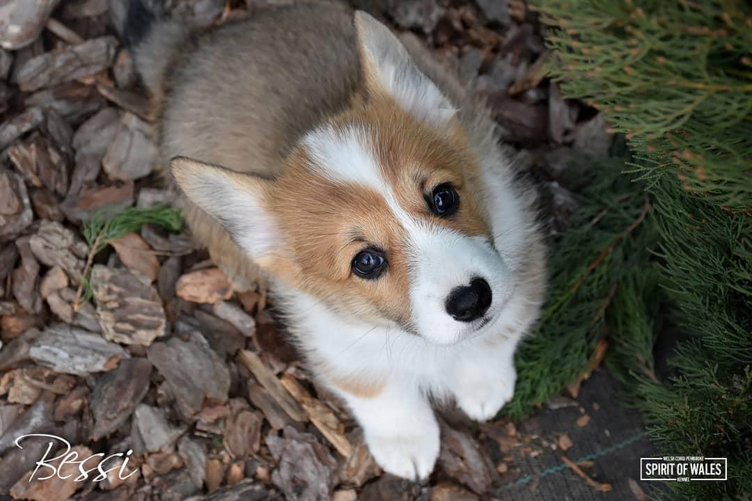 Bessi Spirit of Wales | Pembroke Welsh Corgi 