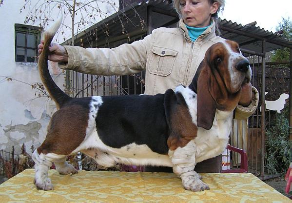 I'm Your Man van Grunsven | Basset Hound 