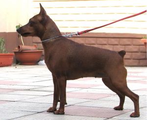 Bogema Dusha Moya iz Nadrovii | Miniature Pinscher 