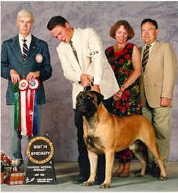 Shayla's Magic Merlin | Bullmastiff 