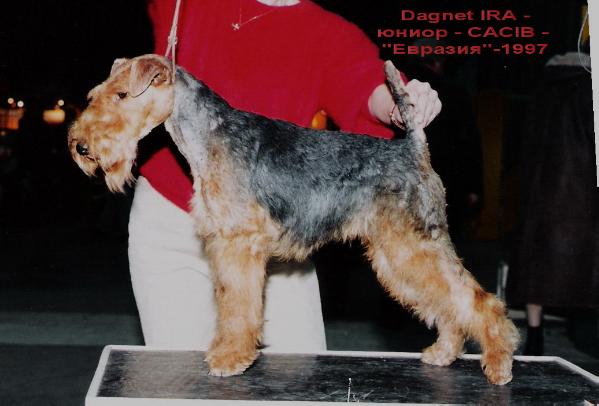 Ira Dagnet | Welsh Terrier 