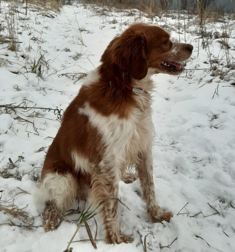 Polya Rossii AGAT | Brittany 