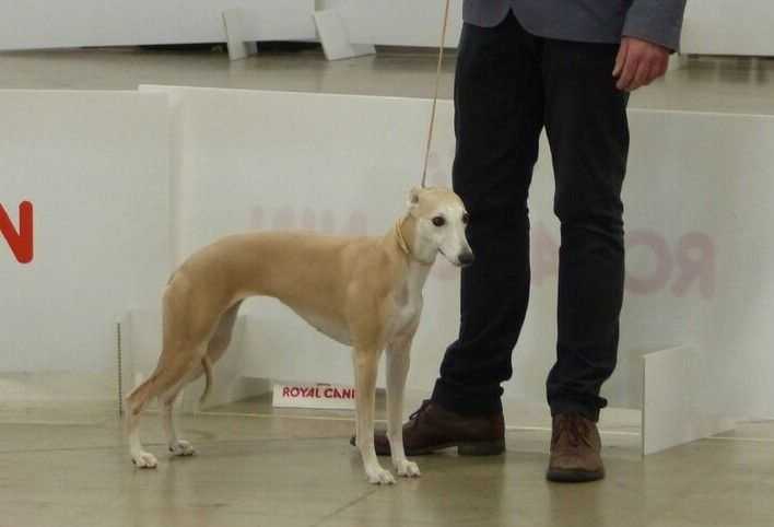 IMLADRIS de la Côte des Lutins | Whippet 