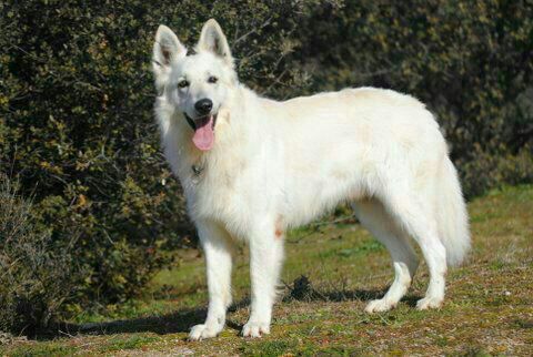 Dingo de Real del Ocejon | White Swiss Shepherd Dog 
