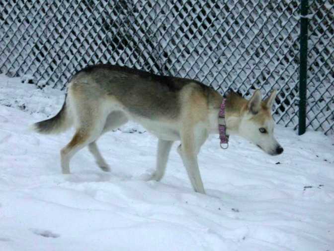 Wininger’s Princess Leia 96.68 | Siberian Husky 