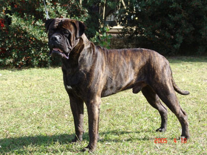 Perseo Alma Stone | Bullmastiff 