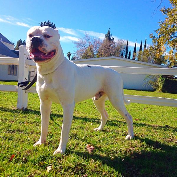 Vrouwenfelder's Bubba | American Bulldog 