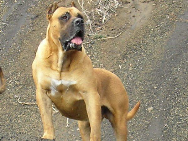 Serachch de Garehagua | Perro de Presa Canario 