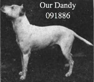 Our Dandy (091886) | Bull Terrier 