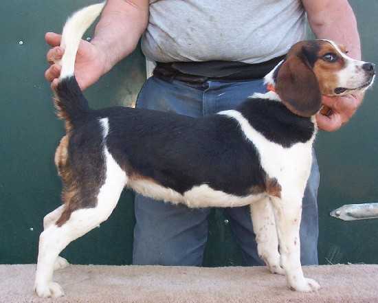 Scrogham's Blue Ky Katie | Beagle 