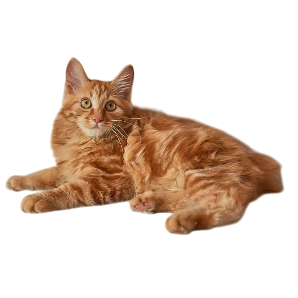 American Bobtail Cat