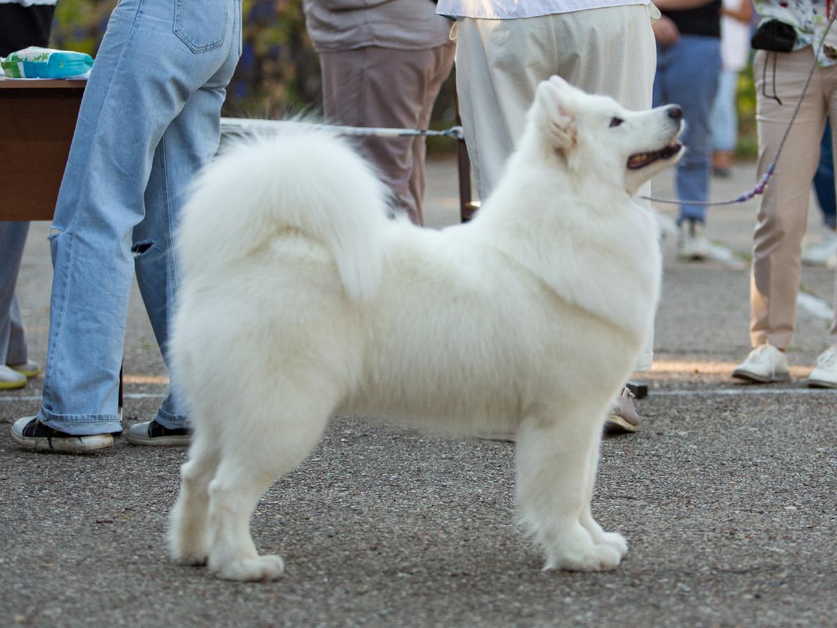 Flame Beauty Girl | Samoyed 