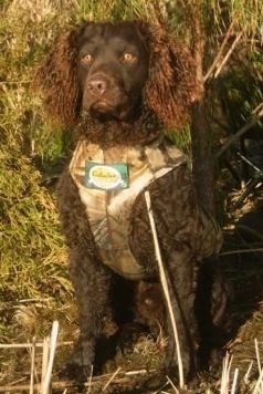 Carolina's Cow Creek Pirate | American Water Spaniel 