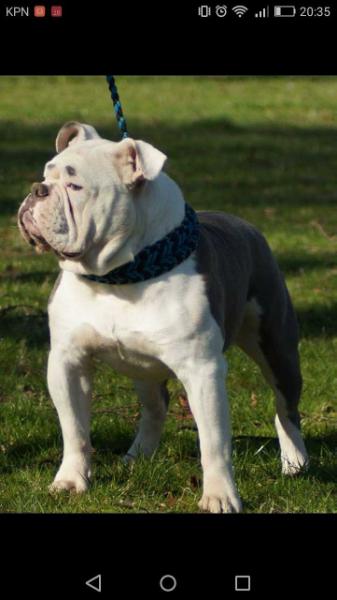 Diamonds are for a livetime Mr Eyebrows | Olde English Bulldogge 