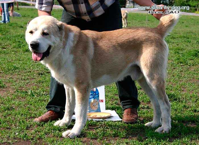 Dunkan 1156472 | Central Asian Shepherd Dog 