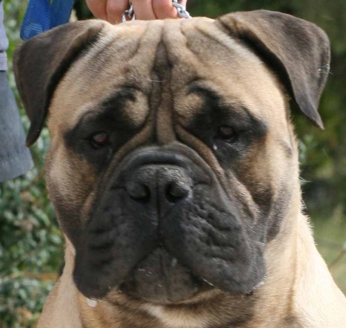 Mussendun Lennox at Ardhub | Bullmastiff 