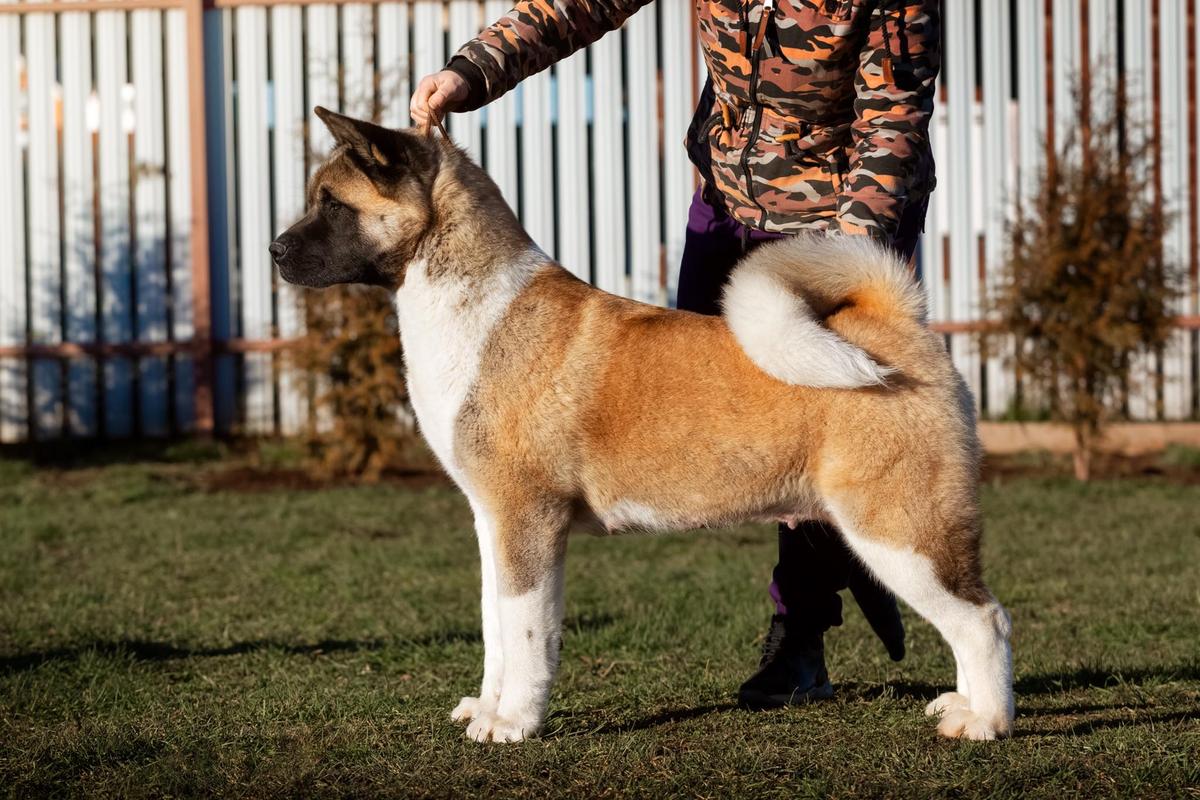 GreatRoyal Magic Simbol | Akita 