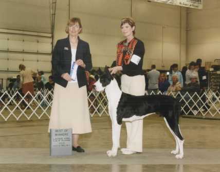 Boulder View's Zora Rose | Great Dane 