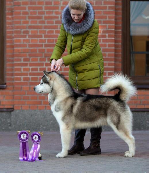 Sapphire Legacy Charming the Prince | Alaskan Malamute 
